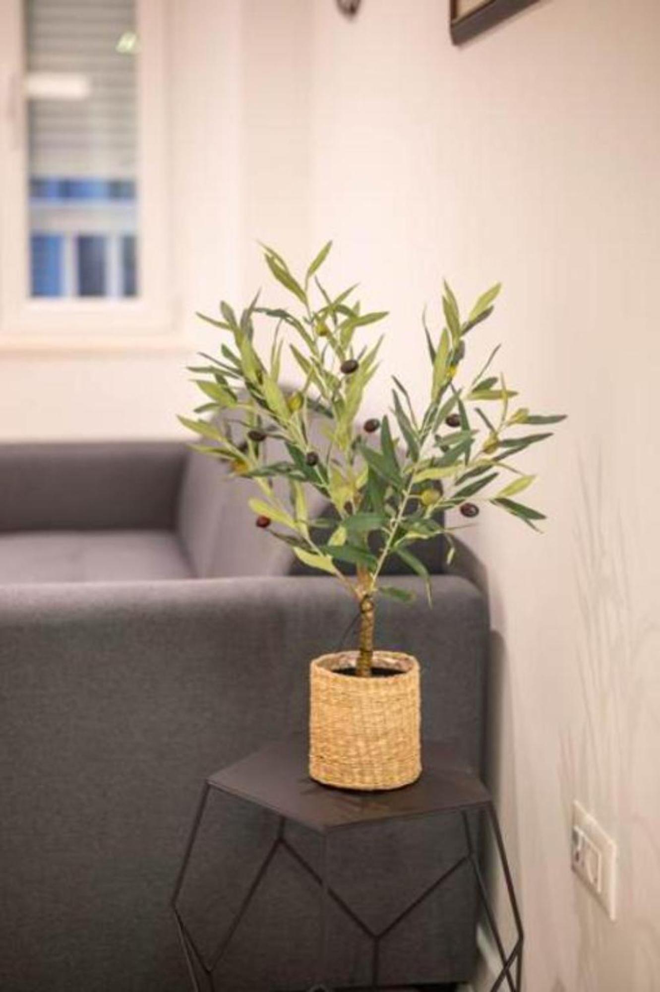 Apartament Canta *